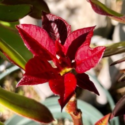 Red.  (at Hacienda Pèrez-Garcia)