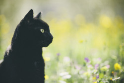 elenamorelli:{ tiny black panther and the spring /// part two