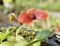 orchid-a-day:  Bulbophyllum ovalifolium  Syn.: Way too many to