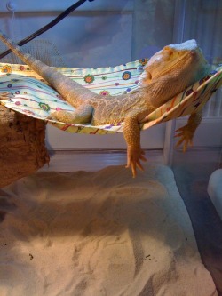 cute-overload:  Lounge lizardhttp://cute-overload.tumblr.com