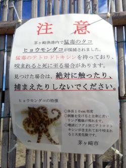 shinoddddd:  Twitter / chigasaki_ssh: 【注意】茅ヶ崎漁港内で猛毒のタコが捕獲されました！！