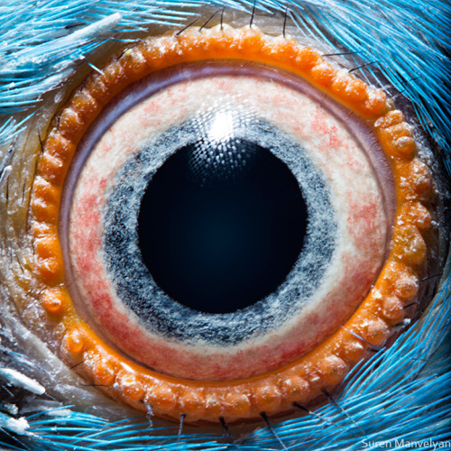 Parrot’s eyehttps://painted-face.com/