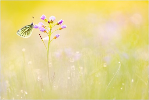 Magical meadow