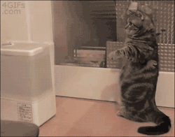 awwww-cute:  I got it!… I almost got it (Source: http://ift.tt/1G7RIr9)
