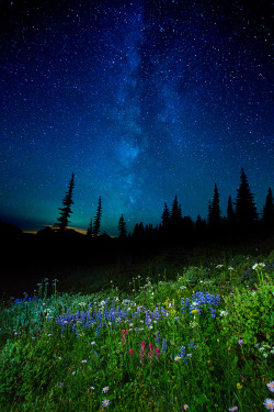 ponderation:  Milky Way Wildflowers by Kyle Young  