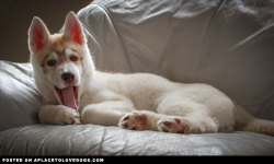 aplacetolovedogs:  Gorgeous Siberian Husky puppy Zuri  isn’t