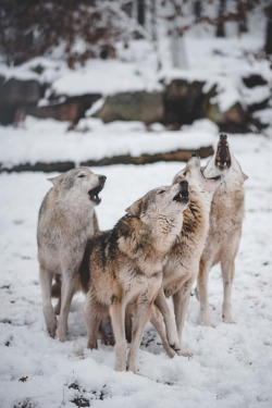 souhailbog:     Howling pack of wolves | ©   Johannes Roth |