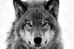 lonestray:  SAVE WOLVES IN EASTERN WASHINGTON: These hostile,