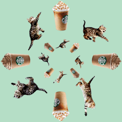 frappuccino:  Purrrfection. 
