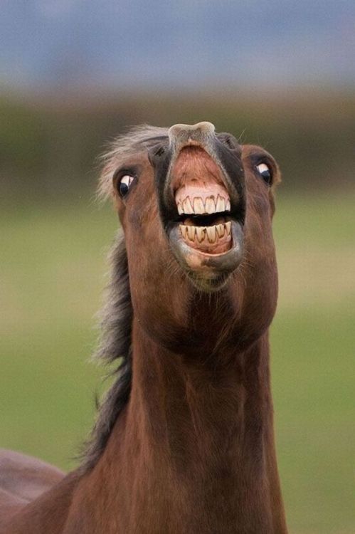 evil-donutss:  Why..   why not?