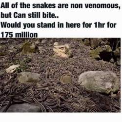 justnoodlefishthings: These are Garter Snakes and completely