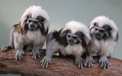 Moptops and monkeyshines (Cotton-top Tamarins, a critically endangered primate native to Colombia)