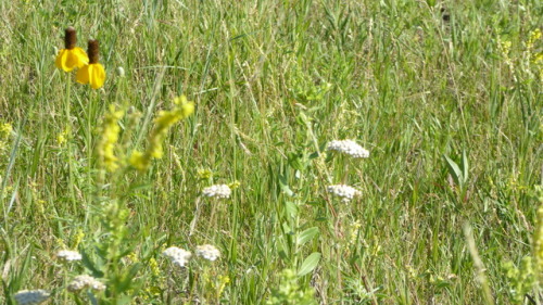 Tall Prairie grasses S. Dakota Traverse Indian reservation. S. Dakota