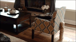 gif-guy:  FUNNY GIF BLOG———-»»»http://gifini.com/ 