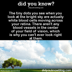 did-you-kno:  The tiny dots you see when you look at the bright