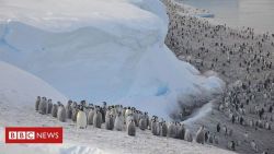 currentsinbiology:  Antarctica: Thousands of emperor penguin