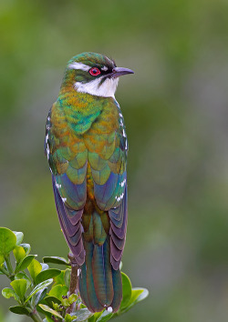 A shot of red eye  (Diederik Cuckoo, native to Africa)