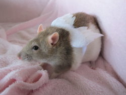 daddiestoothlessforever24:  cute little fairy rat<3 