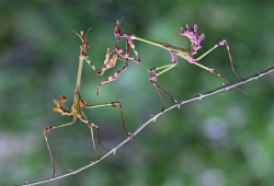 Aliens among us (Praying Mantis)