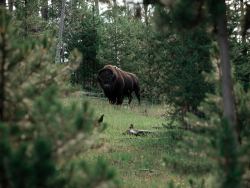 expressions-of-nature:Yellowstone National Park by David Wessels