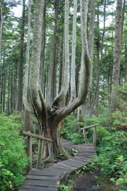 frommylimitedtravels:  Twisted pathway - Cape Flattery