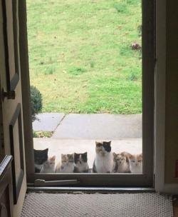 awwww-cute:  When the stray kitten you’re feeding tells his