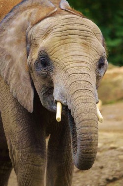 this-is-wild:  Young elephant(Joselyn McGraw)