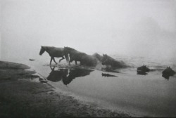 uconstruction:  Horses Water • Unknown Ph