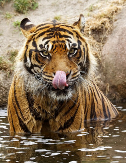 tulipnight:  Tiger by FarhadFarhad .(Farhad Jahanbani) on Flickr.
