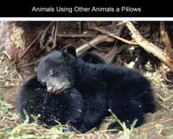 tastefullyoffensive:  Animals Using Other Animals as Pillows