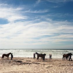 emilecoetzee:  Horses on beach, 2017