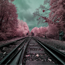 opticallyaroused:   Gorgeous Infrared Landscapes With Trees