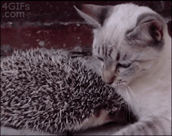 caterville:  Cat Cuddles Hedgehog  