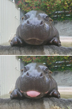 stevviefox: sixpenceee:  This is a baby hippo.  Hippopotamuses