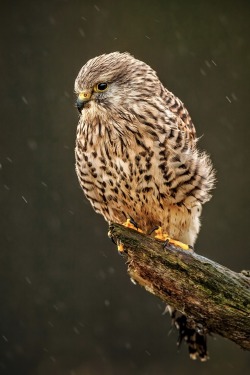 robert-dcosta:  Go Away Rain || © || Instagram || Facebook ||