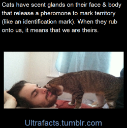 ultrafacts:  Cats release these pheromones from glands in their