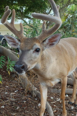 nothisismadison:  HE HEARD MY CAMERA AND WALKED OVER TO CHECK