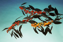 joga:Still Life / Fleurs - Ying-Ju Lu