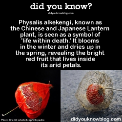 did-you-kno:  Physalis alkekengi, known as the Chinese and Japanese