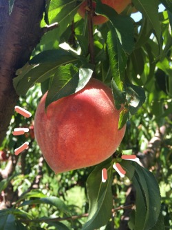turnstogrey:  peachy day !