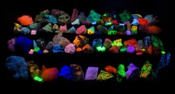 arockmaniac:Fluorescent Mineral Display at the Dallas Gem and