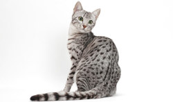 thesixpennybook:   historical-nonfiction:  The Egyptian Mau is