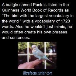 ultrafacts:  Puck, a budgerigar, or budgie (popularly known as