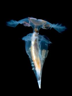 The ocean holds many secrets (Sea Butterfly Snail)