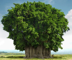 indiaincredible:  The Banyan or Banian tree is an epiphyte which