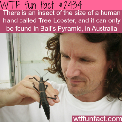wtf-fun-factss:  Insect the size of a human hand “Tree Lobster”