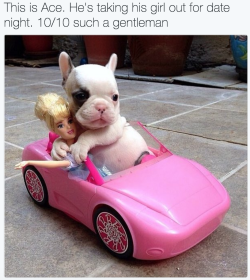 WeRateAnimals™ 