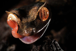 markscherz:  fyeahgeckos:  [x] Satanic Leaf-Tail Gecko  Uroplatus