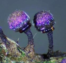 sixpenceee:  Amethyst mushrooms. Elaeomyxa Cerifera, identified