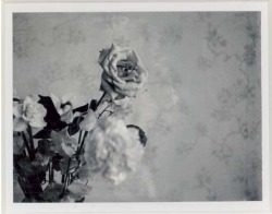 pattismithandrobertmapplethorpe:untitled (rose), Robert Mapplethorpe’s